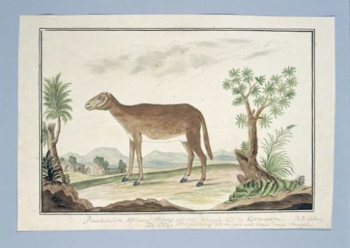 Cape ewe