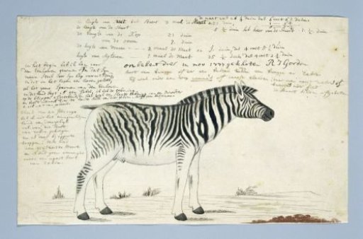 Equus quagga burchellii (Plains zebra)
