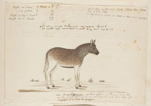 Equus quagga quagga (Quagga)