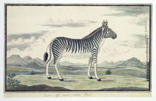 Equus zebra (Mountain Zebra)