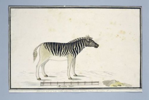 Equus quagga burchelli (Burchell's Zebra)