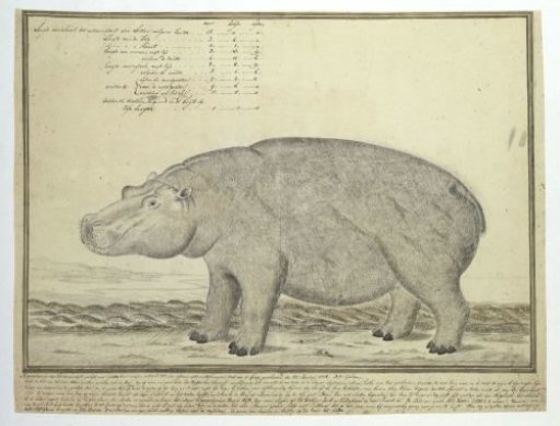 Hippopotamus amphibius capensis (Hippopotamus; female)