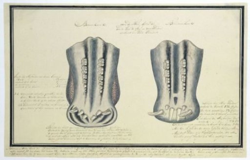 Upper and lower jaws of an Hippopotamus amphibius (Hippopotamus)