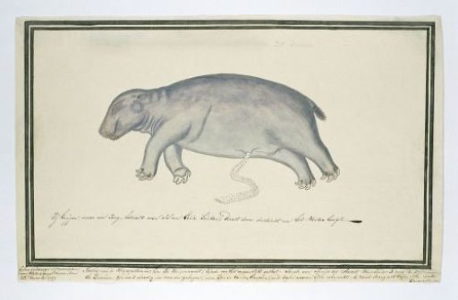 Hippopotamus amphibius foetus (Hippopotamus)