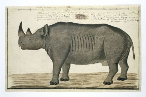 Recto Diceros bicornis bicornis (Black Rhinoceros; male)