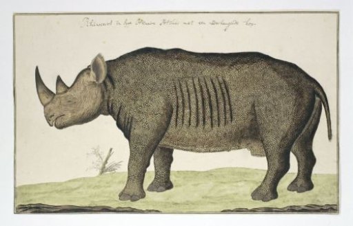 Diceros bicornis (Black Rhinoceros)