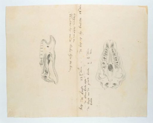 Diceros bicornis bicornis (Rhinoceros), skeleton