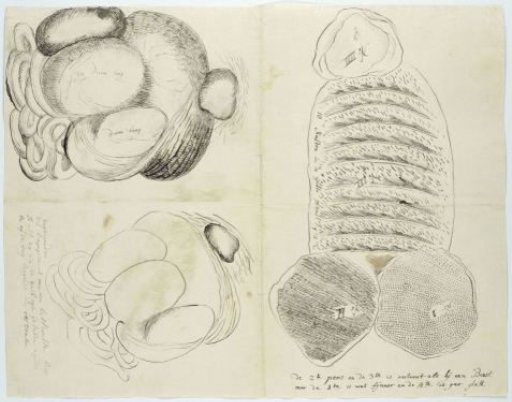 Hippopotamus amphibius (Hippopotamus), stomachs and intestines