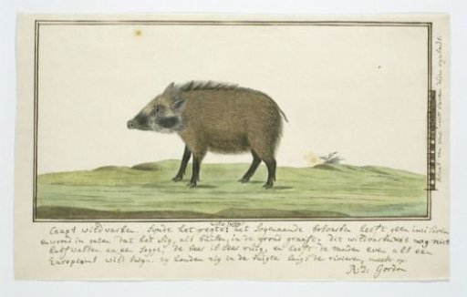Phacochoerus aethiopicus aethiopicus (Cape Warthog; female)