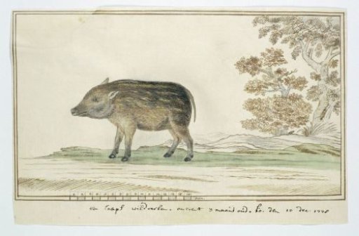 Phacochoerus aethiopicus aethiopicus (Cape Warthog)