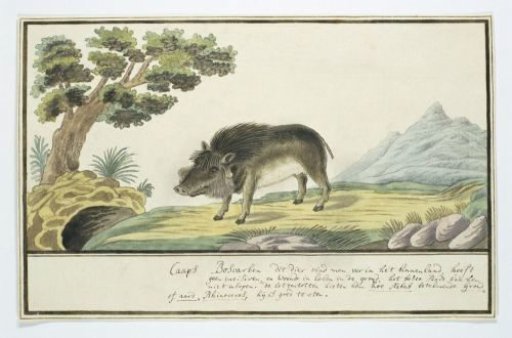 Phacochoerus aethiopicus aethiopicus (Cape Warthog)