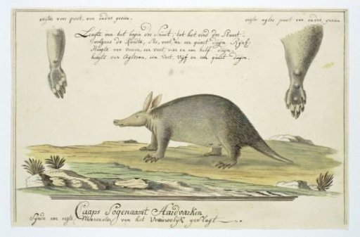 Orycteropus afer (Aardvark)