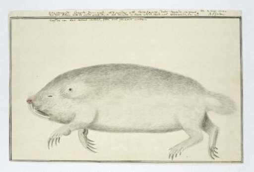 Bathyergus suillus (Cape Dune Mole-Rat)