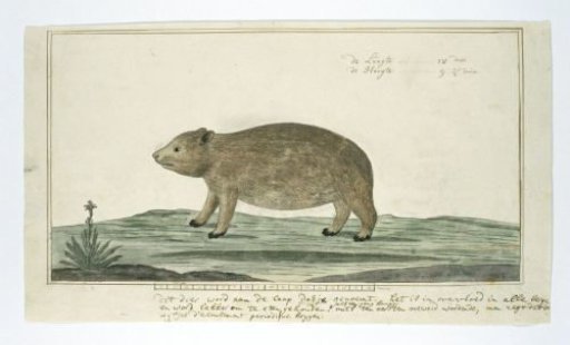 Procavia capensis (Rock Hyrax or Dassie)