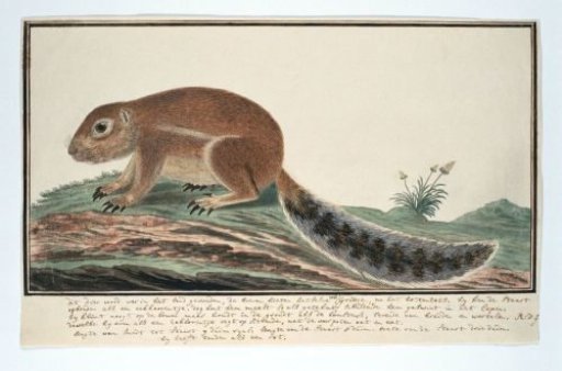 Xerus inauris (Cape Ground Squirrel)