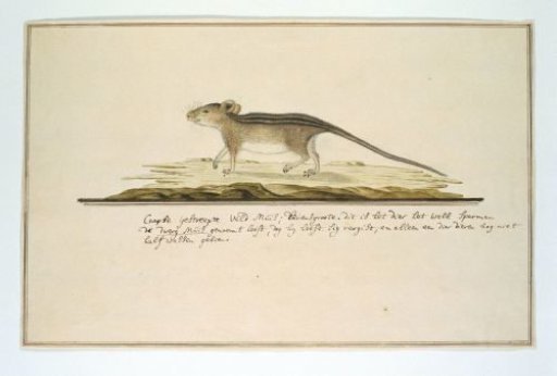 Rhabdomys pumilio (Four-Striped Grass Mouse)