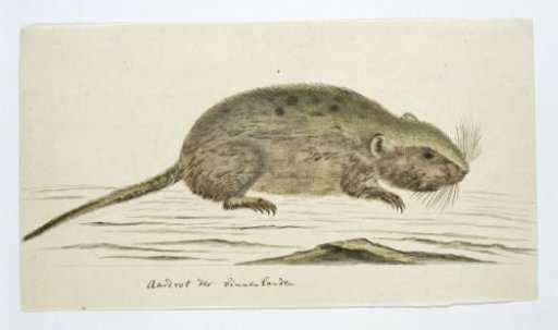 Otomys sp. (Karoo Vlei-Rat)