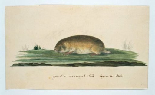 Bathyergus janetta (Namaqua Dune Mole-Rat)
