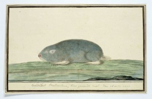 Cryptomys hottentotus (Common Mole-Rat)