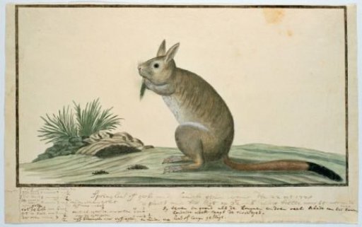 Pedetes cafer (South African Springhare)
