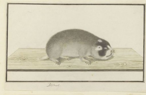 Georychus capensis (Cape Mole-Rat)