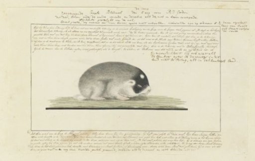 Georychus capensis (Cape Mole-Rat)