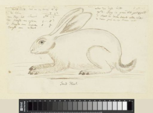 Lepus saxatilis (?)