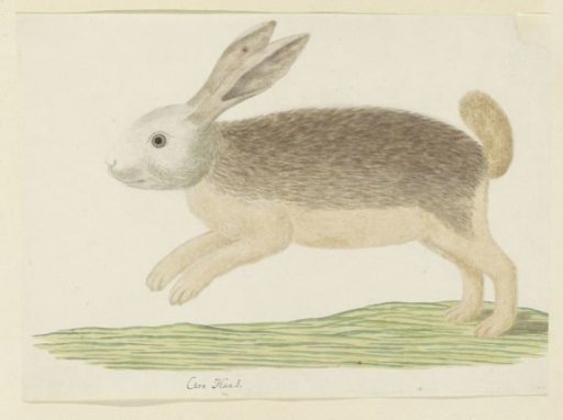 Pronolagus sp. (Karoo Hare)