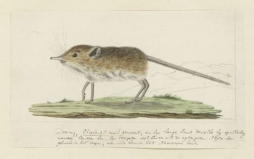 Macroscelides proboscideus (Round-Eared Elephant Shrew)