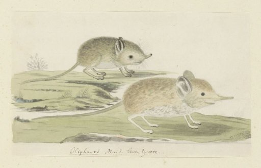 Macroscelides proboscideus (Round-Eared Elephant Shrew)