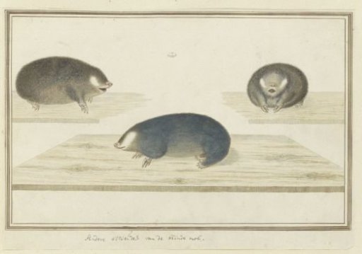 Chrysochloris asiatica (Cape Golden Mole)