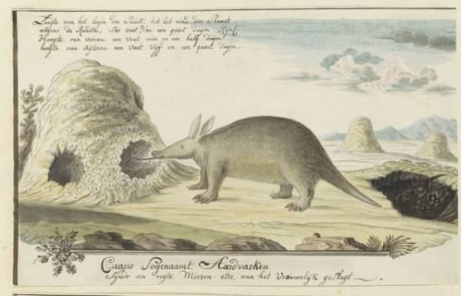 Orycteropus afer (Aardvark)