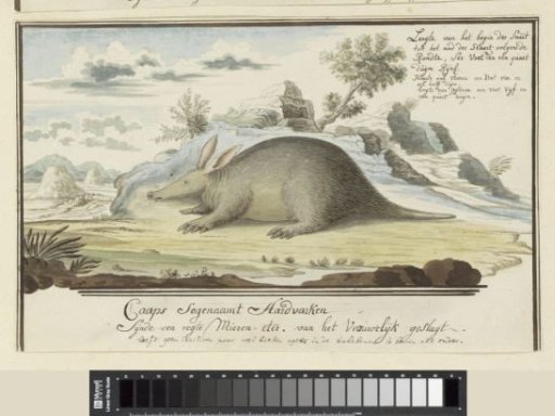 Orycteropus afer (Aardvark)