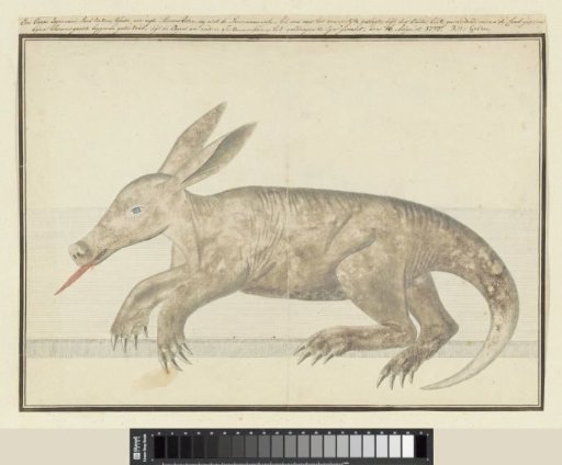 Orycteropus afer (Aardvark)