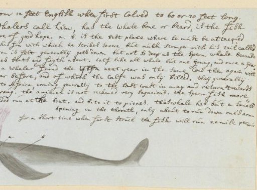 Eubalaena australis (Southern Right Whale)