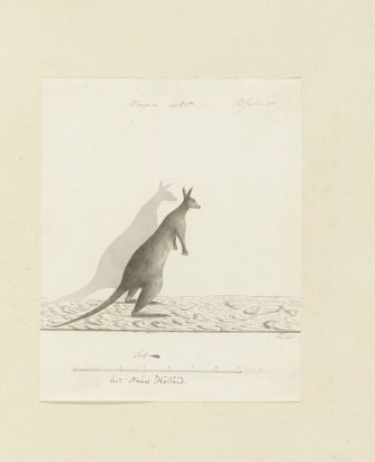 Macropus sp. (Kangaroo)