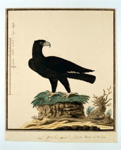 Aquila verreauxii (Verreaux's eagle)