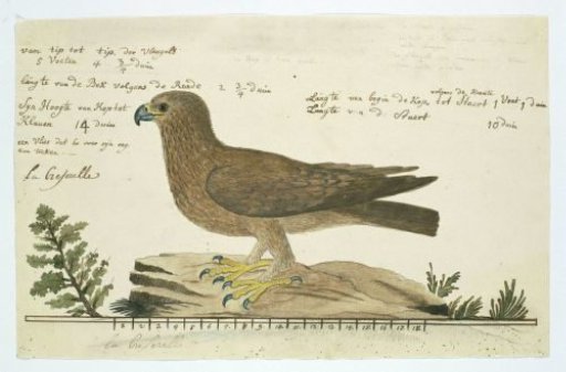 Hieraaetus pennatus (Booted eagle)