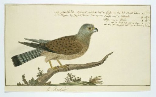 Falco tinnunculus (Common kestrel)