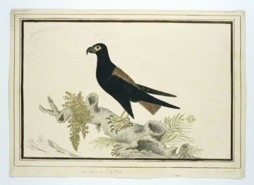 Terathopius ecaudatus (Bateleur)