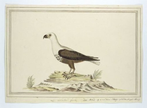 Haliaetus vocifer (African fish eagle)