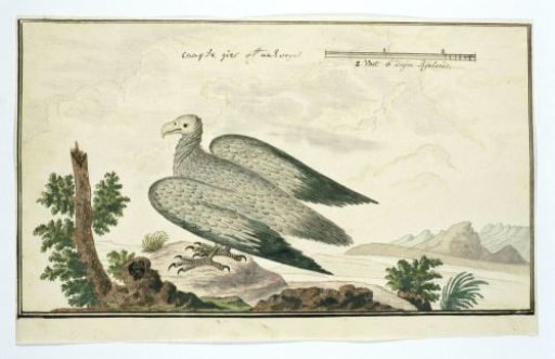Gyps coprotheres (Cape vulture)