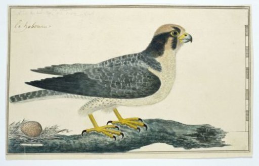 Falco biarmicus ? (Lanner falcon)