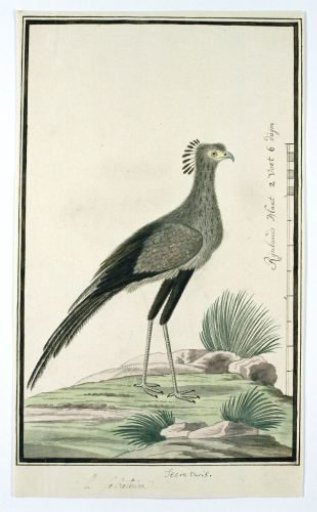 Sagittarius serpentarius (Secretary bird)