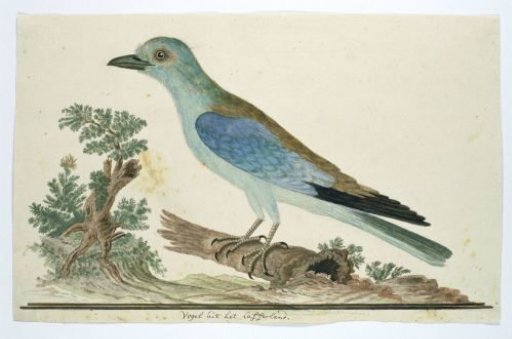 Coracius garrulus (European roller)