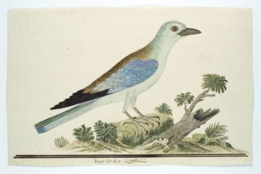 Coracius garrulus (European Roller)