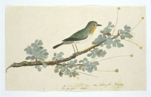 Zosterops pallidus (Orange River white-eye)