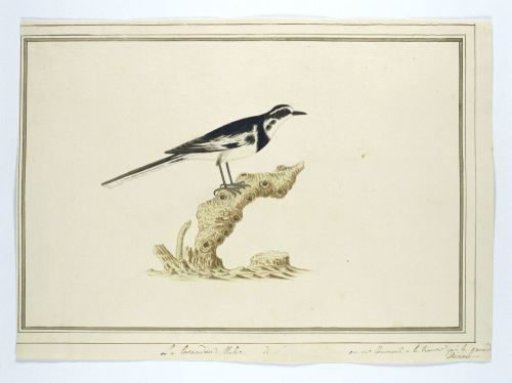 Motacilla aguimp (African pied wagtail)