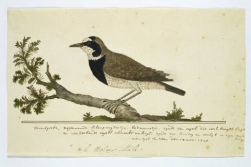 Oenanthe pileata (Capped wheatear or Hoëveldskaapwagter in Afrikaans)