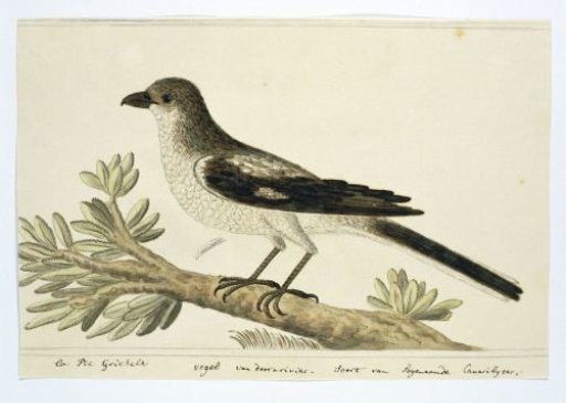 Fiscal (Lanius collaris)